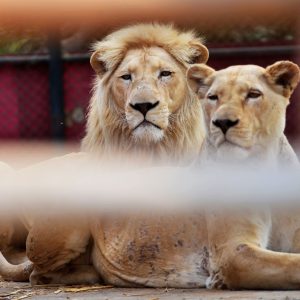 safari zoo rawalpindi