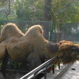 safari zoo rawalpindi